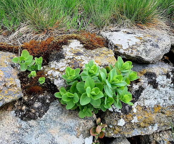 Trockensteinmauer Trockensteinmauer Schwarzau